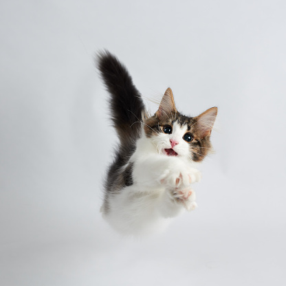 Jumping kitten