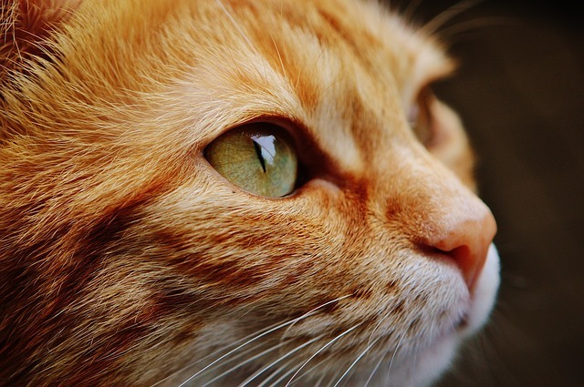 Free stock photo: Cat, Face, Close, View, Eyes - Free Image on Pixabay - 1455468 (31)