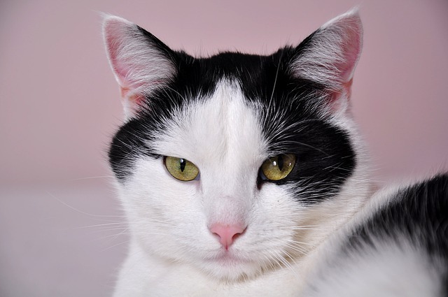 Free stock photo: Cats, A Normal Cat, Pet - Free Image on Pixabay - 796437 (33)