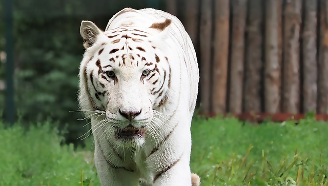Free stock photo: Tiger, White Tiger, Cat, Predator - Free Image on Pixabay - 1589248 (49)