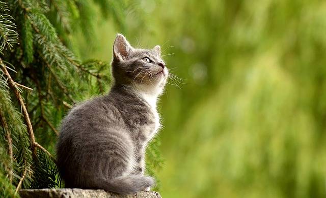 Cat Young Animal Curious · Free photo on Pixabay (331)