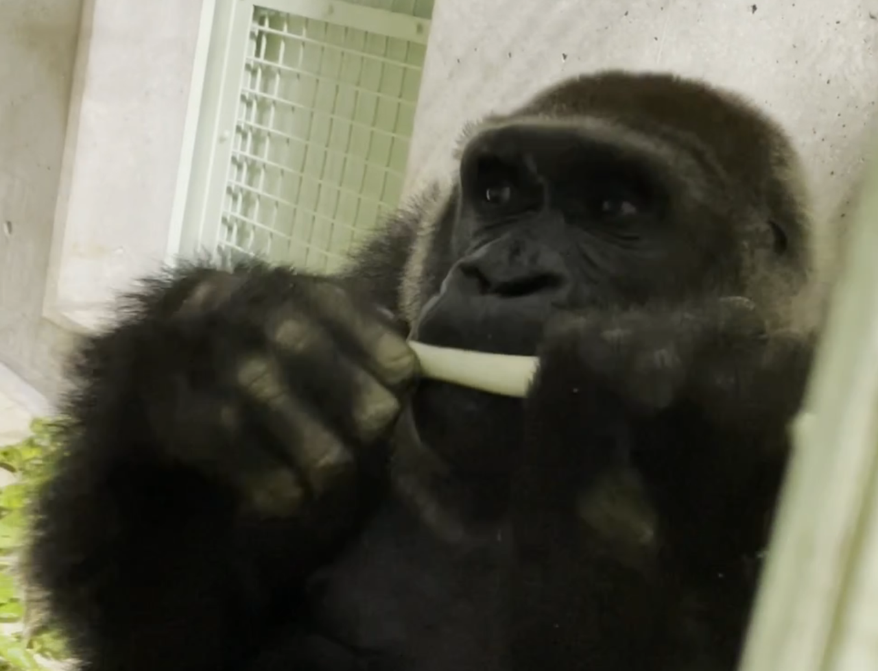 京都市動物園と連携して食品ロス削減へ 廃棄予定の食材を動物たちの食事へ 学校法人大和学園京都調理師専門学校 ソトコトnews Sdgs Esgニュース