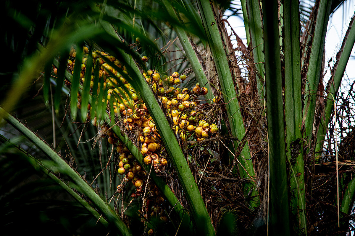 パーム油フリーの化粧品はできるのか。熱帯雨林を守るための味の素の挑戦