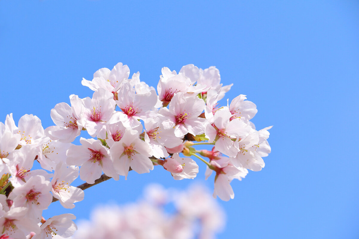 桜のある未来を守るのは、「ビール」と「歌」