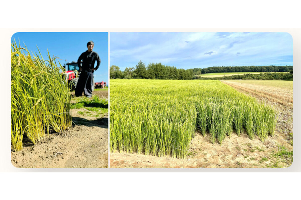 ビールから始まる農業革新。ビール酵母細胞壁由来の農業資材で進化するコメ作り