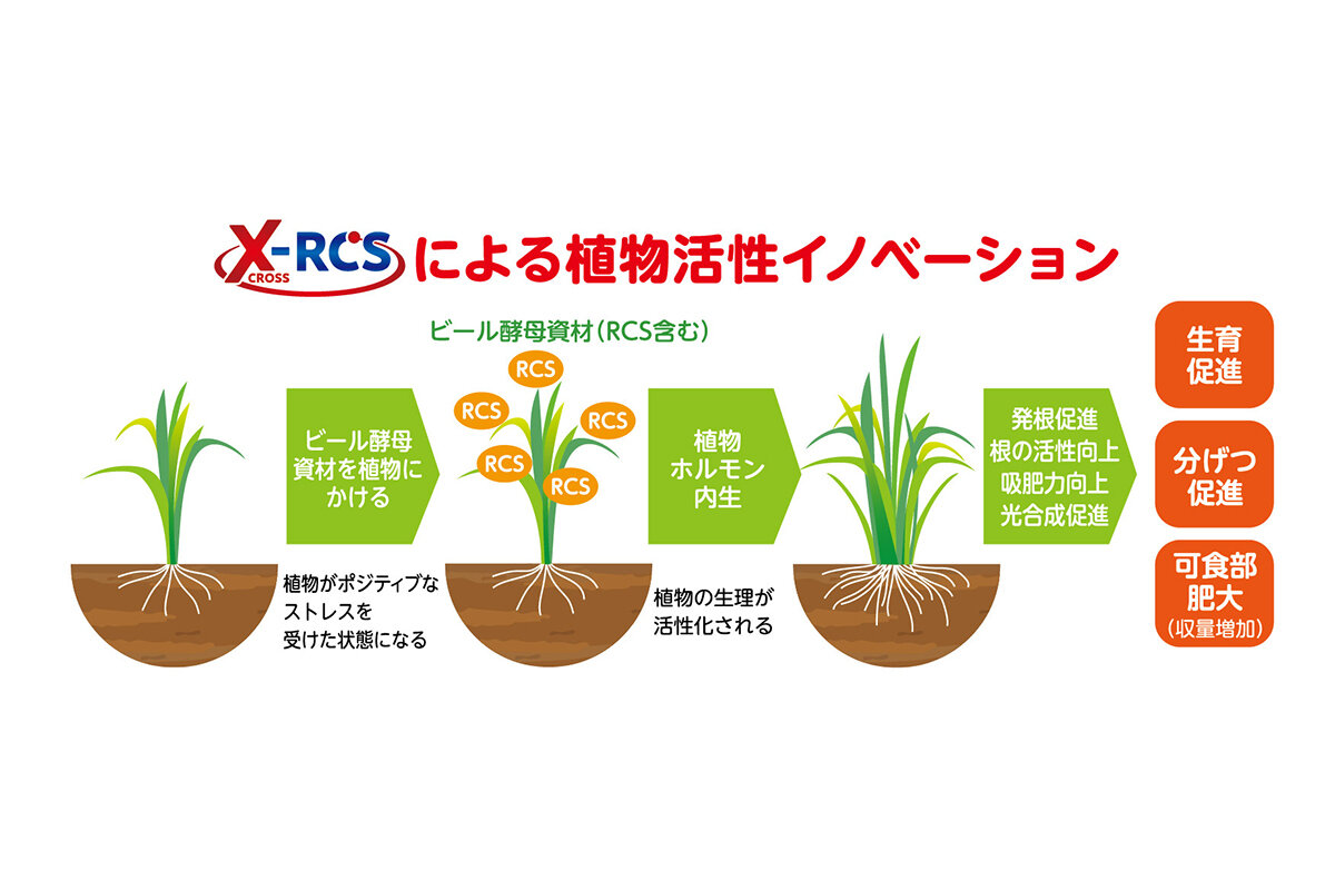 ビールから始まる農業革新。ビール酵母細胞壁由来の農業資材で進化するコメ作り