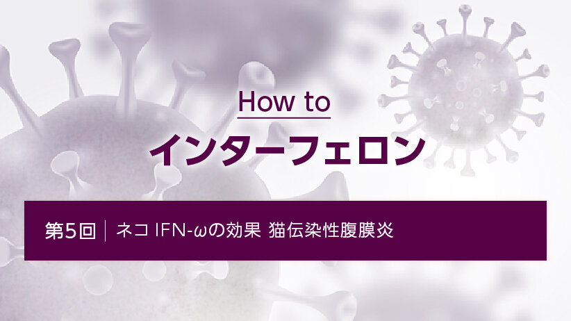 How to インターフェロン［第5回］ネコIFN-ωの効果　猫伝染性腹膜炎