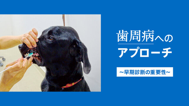 歯周病へのアプローチ～早期診断の重要性～ | SACNAVI｜共立製薬