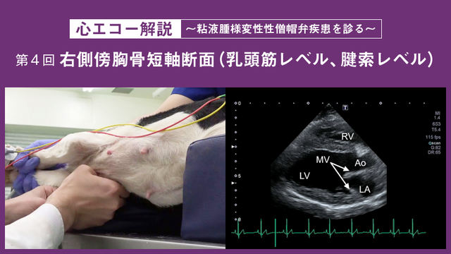 心エコー解説 ～粘液腫様変性性僧帽弁疾患を診る～ 【第4回】右側傍