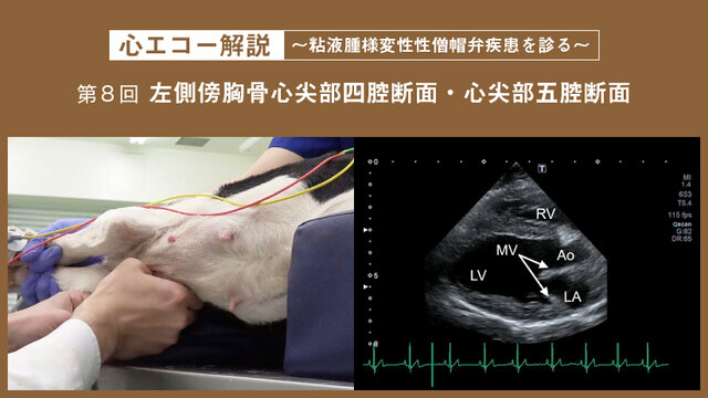 心エコー解説 ～粘液腫様変性性僧帽弁疾患を診る～【第8回】左側傍胸骨