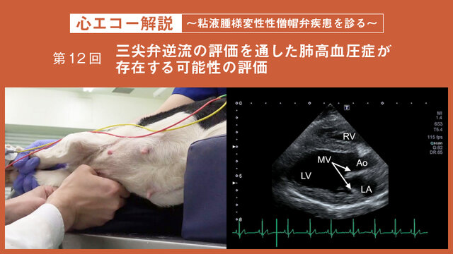【極美品】小動物の心肺の聴診 聴診を極める 実施法と考え方 | 株式会社 医療情報研究所