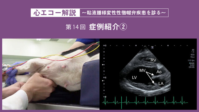 小動物臨床腫瘍学の実際 小動物臨床腫瘍学の実際 |本 | 通販 | Amazon
