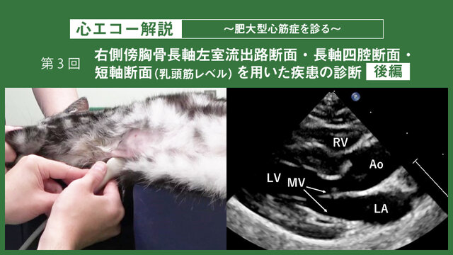 裁断済み】実践犬と猫の心エコー図検査 : 総合的な診断へ