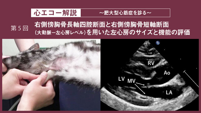 犬と猫の心エコー検査自由自在―画像描出のポイントと心疾患へのアプローチ 犬と猫の心エコー検査自由自在-画像描出のポイント｜EDUWARD