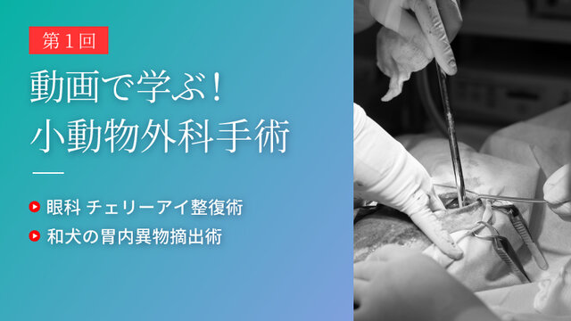 動画で学ぶ！小動物外科手術 第1回 | SAC NAVI｜共立製薬