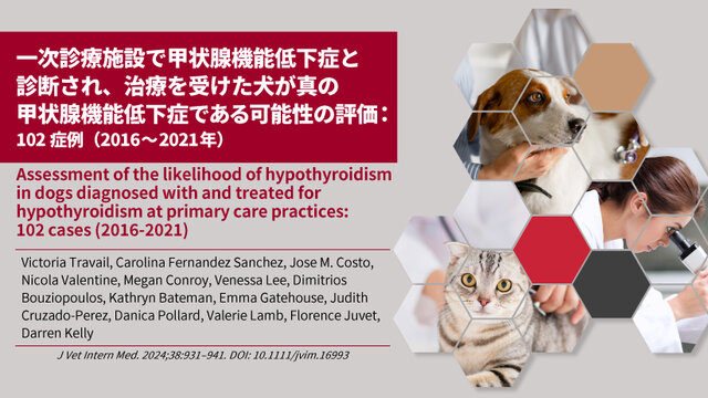 一次診療施設で甲状腺機能低下症と診断され、治療を受けた犬が真の