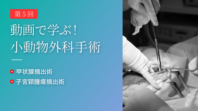 動画で学ぶ！小動物外科手術 第5回 | SAC NAVI｜共立製薬