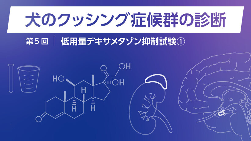 犬のクッシング症候群の診断 〜第5回 低用量デキサメタゾン抑制試験①〜