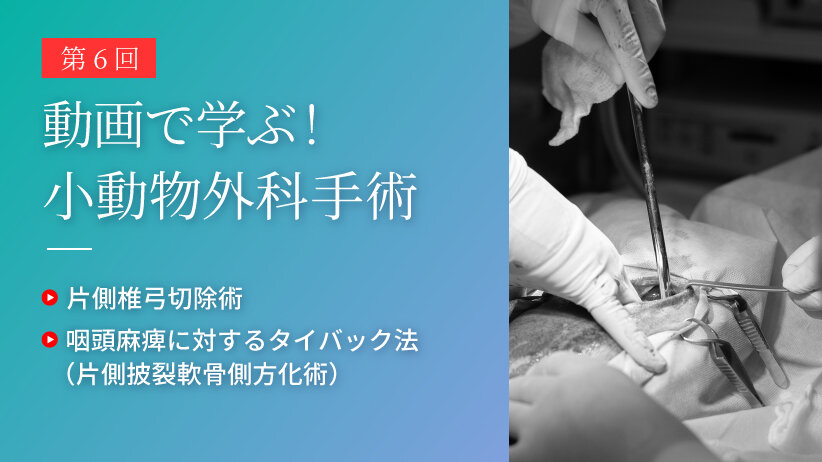 動画で学ぶ！小動物外科手術 第6回