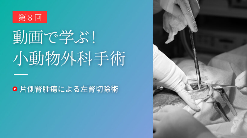 動画で学ぶ！小動物外科手術 第8回