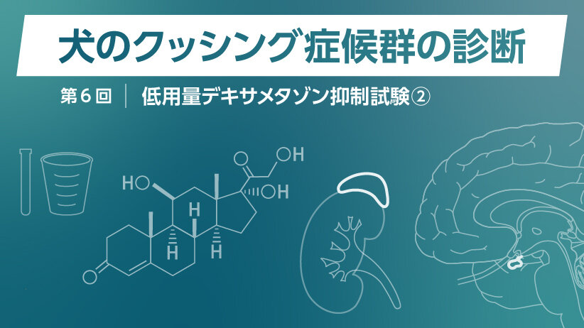 犬のクッシング症候群の診断 〜第6回 低用量デキサメタゾン抑制試験②〜