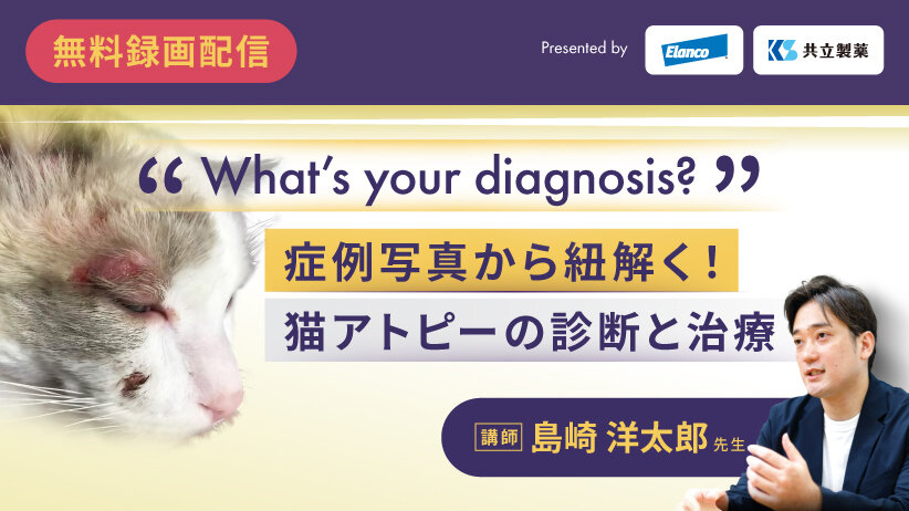 症例写真から紐解く！猫アトピーの診断と治療