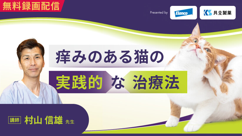 痒みのある猫の実践的な治療法