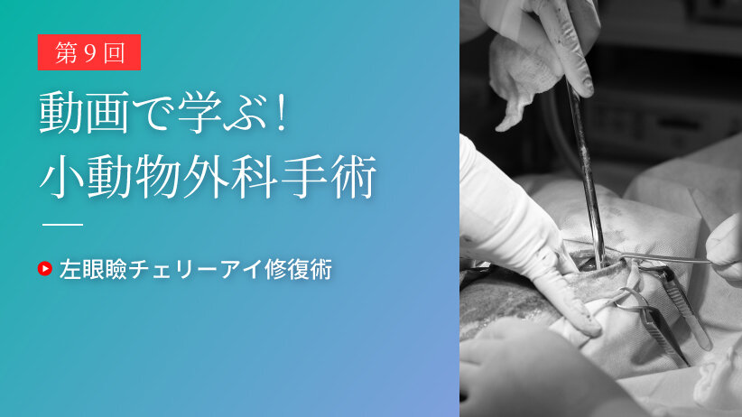 動画で学ぶ！小動物外科手術 第9回