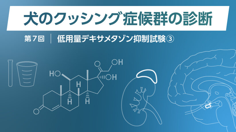 犬のクッシング症候群の診断 ～第7回 低用量デキサメタゾン抑制試験③～