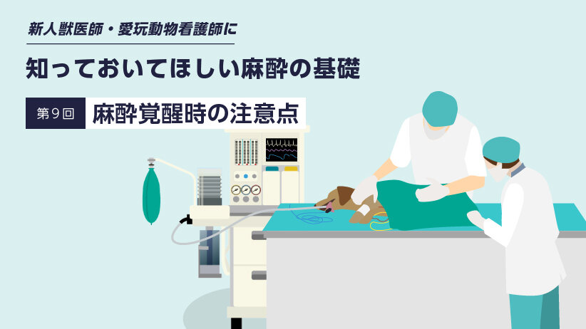 新人獣医師・愛玩動物看護師に知っておいてほしい麻酔の基礎　～第9回 麻酔覚醒時の注意点～