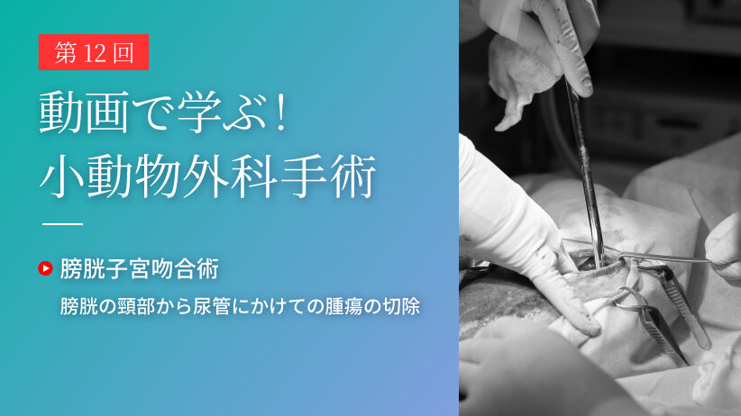 動画で学ぶ！小動物外科手術 第12回