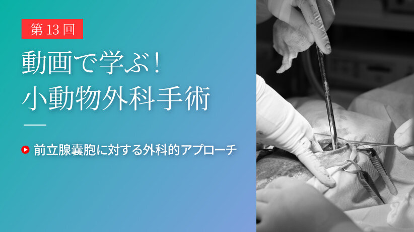 動画で学ぶ！小動物外科手術 第13回