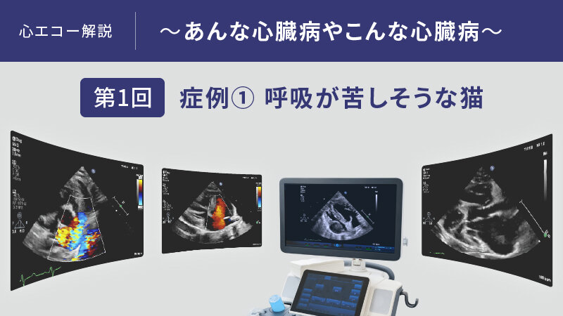 心エコー解説 ~あんな心臓病やこんな心臓病~【第1回】症例① 呼吸が苦しそうな猫