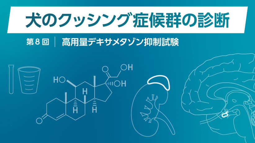 犬のクッシング症候群の診断 ～第8回 高用量デキサメタゾン抑制試験～