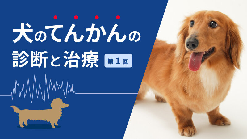 犬のてんかんの診断と治療 第1回