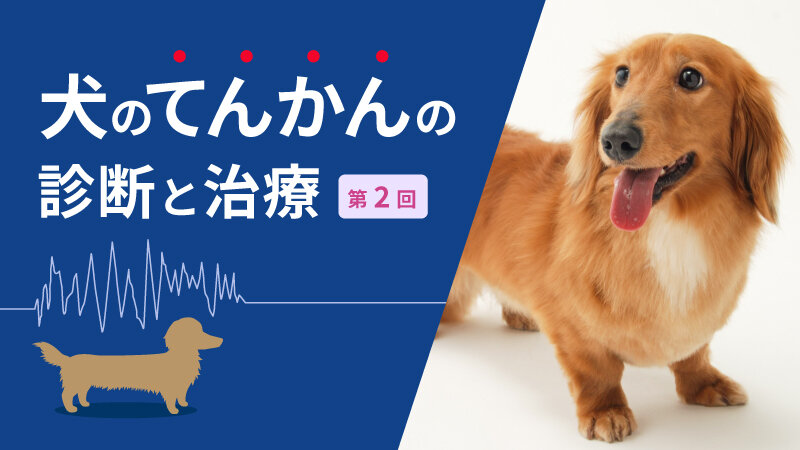 犬のてんかんの診断と治療 第2回