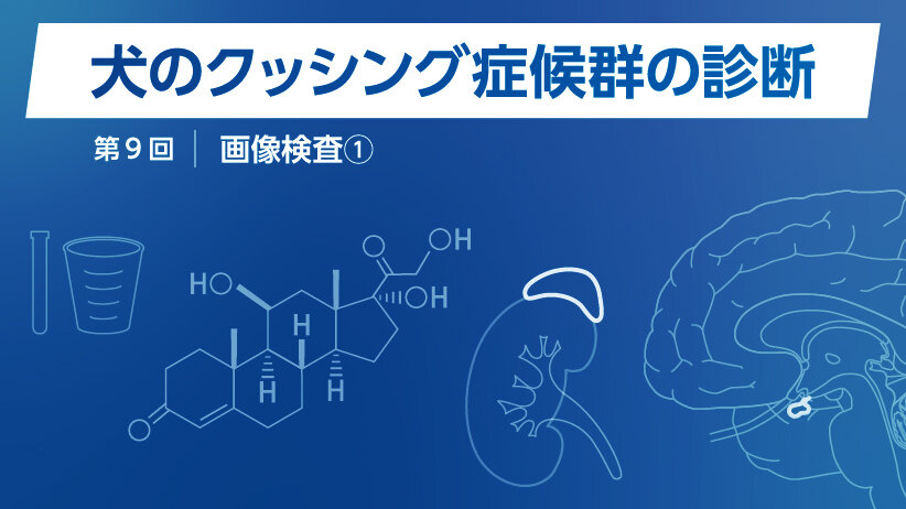 犬のクッシング症候群の診断 ～第9回 画像検査①～
