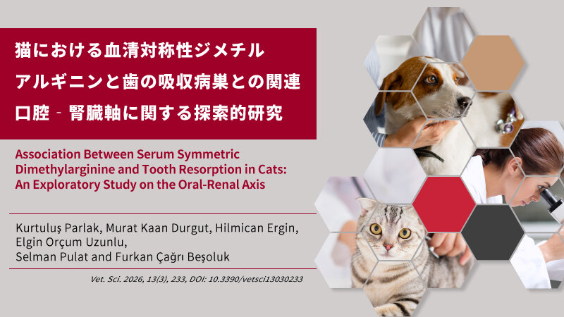 猫における血清対称性ジメチルアルギニンと歯の吸収病巣との関連　口腔‐腎臓軸に関する探索的研究