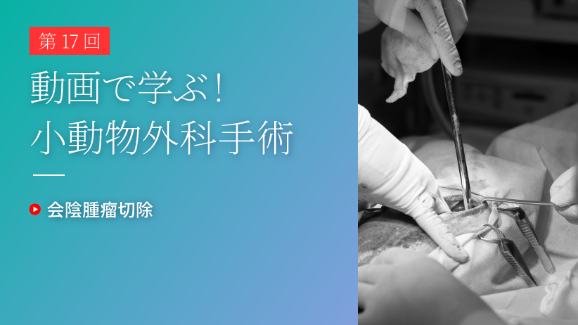 動画で学ぶ！小動物外科手術 第17回