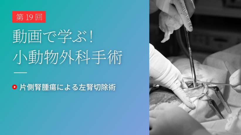 動画で学ぶ！小動物外科手術 第19回