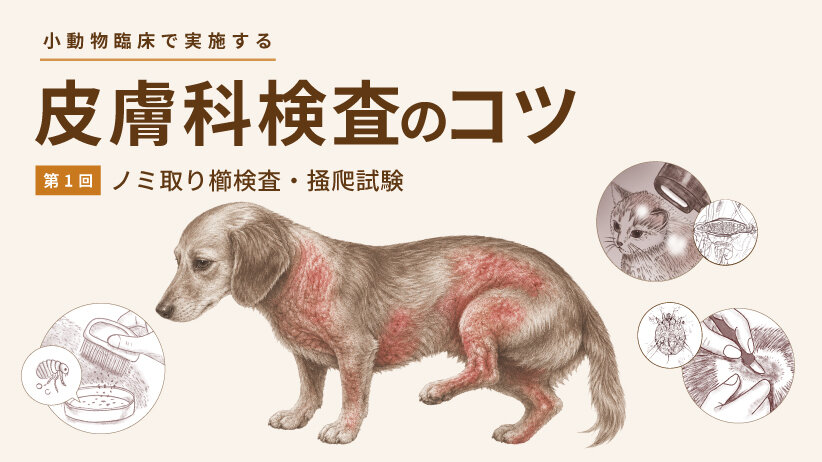 小動物臨床で実施する皮膚科検査のコツ～第1回 ノミ取り櫛検査・掻爬試験～
