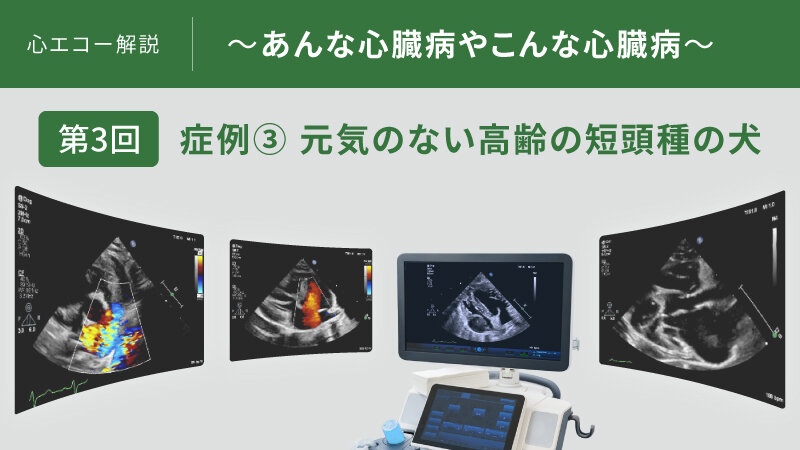 心エコー解説 ～あんな心臓病やこんな心臓病～【第3回】症例③ 元気のない高齢の短頭種の犬