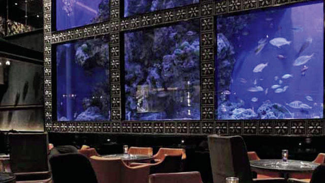 レストラン まるで水族館 ラグジュアリーに東京の夜を満喫 Maduro Online マデュロオンライン