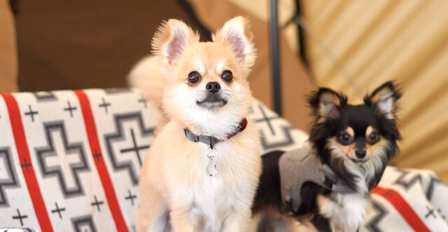 スノーピークの首輪は耐久性◎キャンパー犬デビューするならコレ スノーピークの首輪は耐久性◎キャンパー犬デビューするならコレ