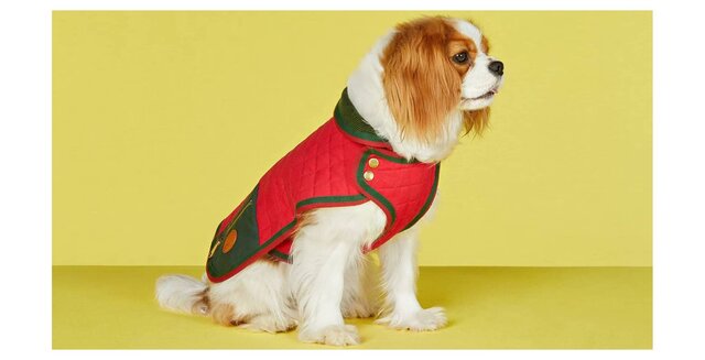 グッチ、プラダ、モンクレール！愛するペットにハイブランドな防寒