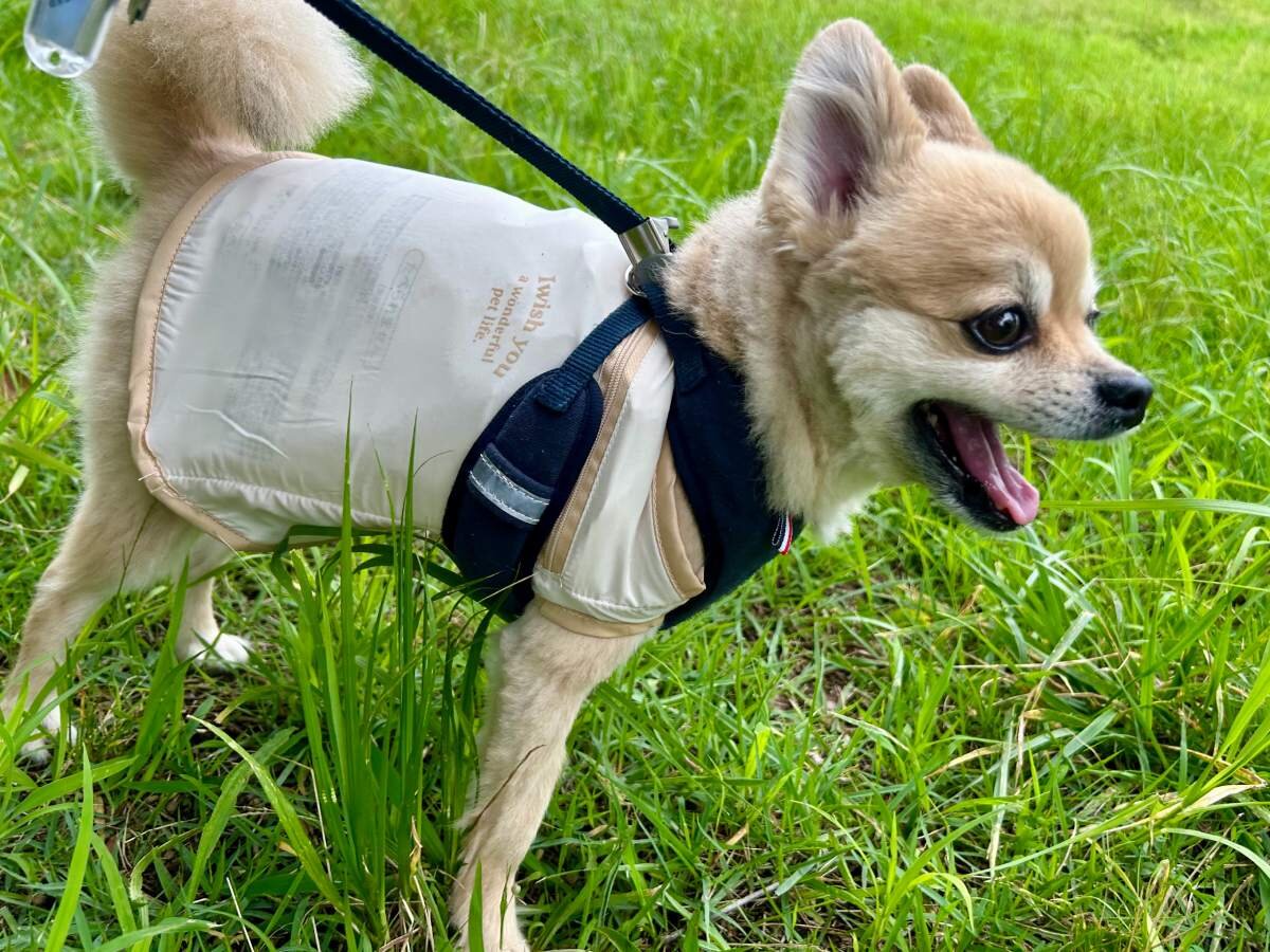 【3COINS】暑くて歩かない愛犬の散歩をクールベストで解消できるか？