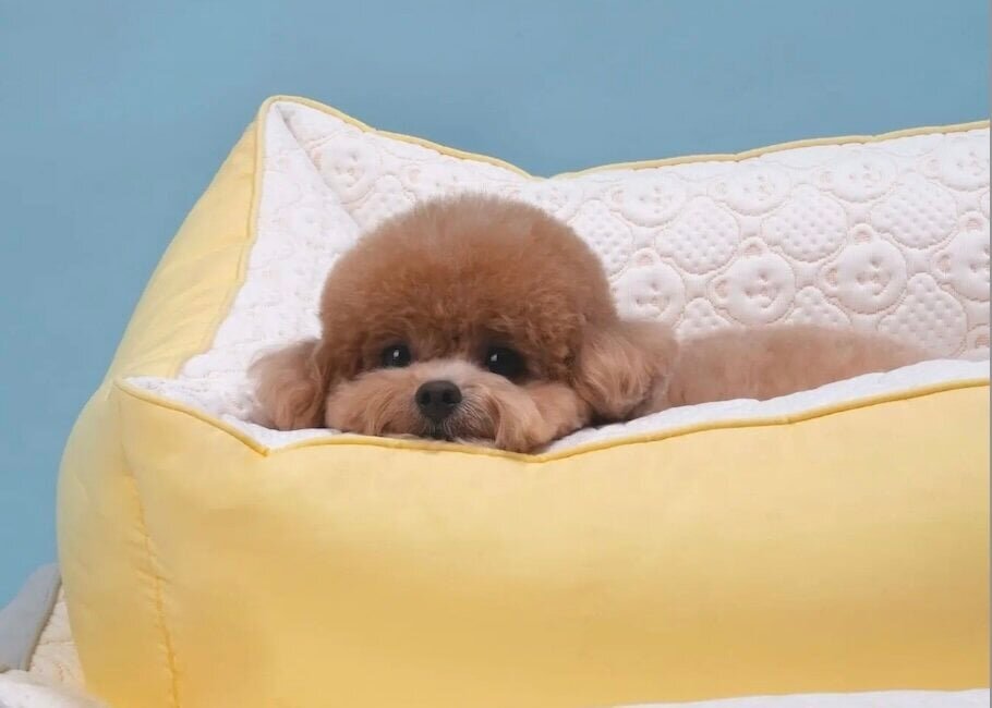 【Pet Heat Solution】Your dog will be mesmerized! Contact cooling bed with a maximum of -7℃