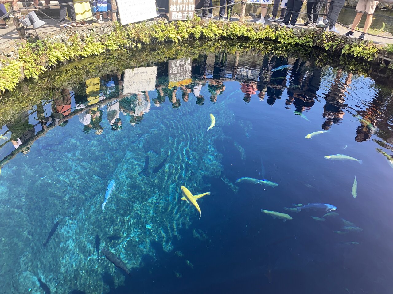 【夏休みドライブ】透明な湧水と茅葺の風景！山梨・忍野八海で日常をリセット