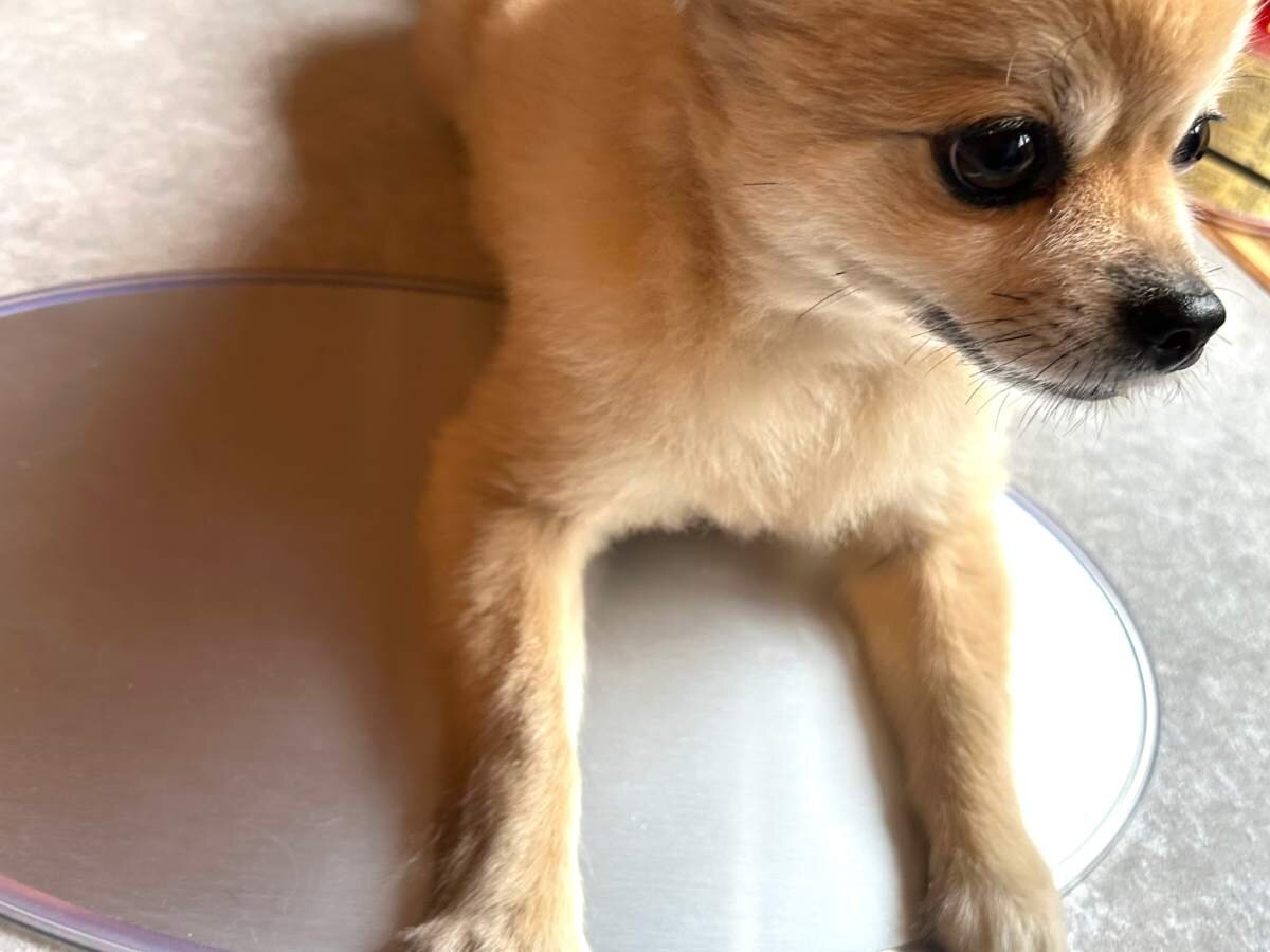 【ペットの暑さ対策】カインズの「アルミひんやり プレート」は暑がりな愛犬に使えるぞ