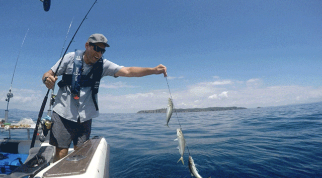 釣り】テンポよく釣りまくれ！絡まらないサビキ仕掛けが画期的